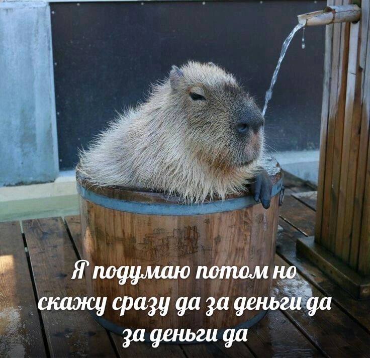 Мем с капибарой. Фото: социальные сети