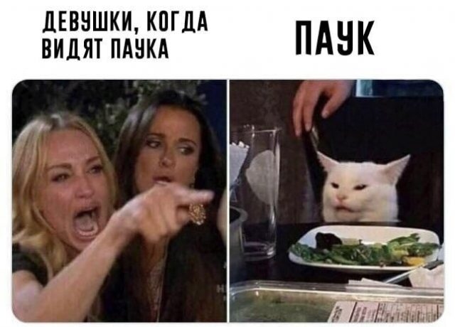Кто сказал мяу? Топ-5 мемов с котиками, покоривших Интернет