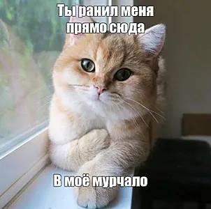 Мем с котом. Фото: социальные сети