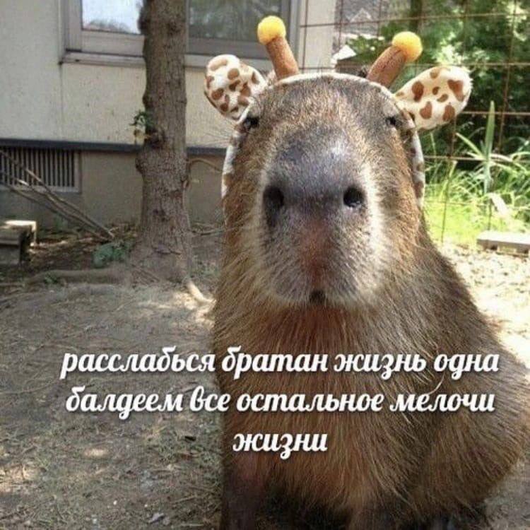 Мем с капибарой. Фото: социальные сети