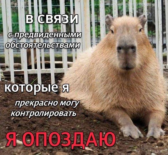 Мем с капибарой. Фото: социальные сети