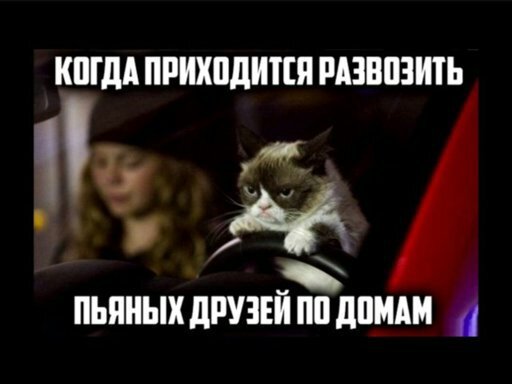 Мем с котом. Фото: социальные сети