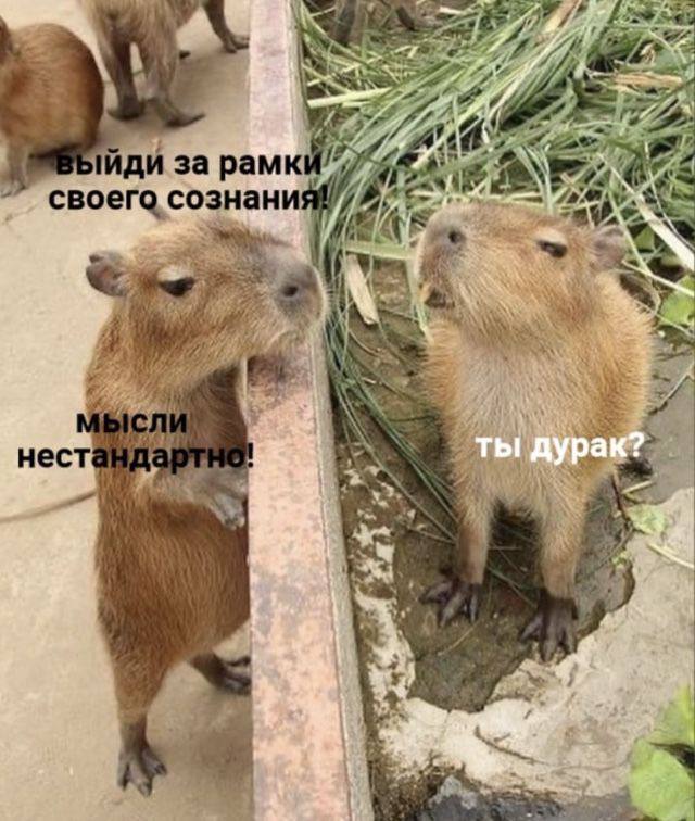 Мем с капибарой. Фото: социальные сети