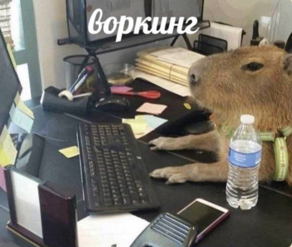 Мем с капибарой. Фото: социальные сети