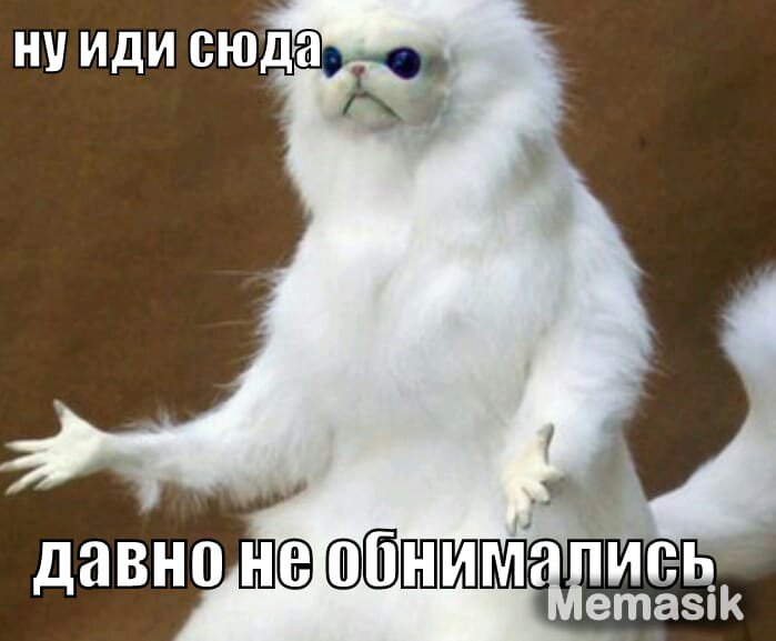 Мем с котом. Фото: социальные сети