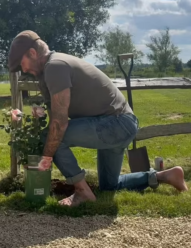 «Садовый инфлюенсер»: поклонники требуют от Дэвида Бекхэма собственное шоу на телевидении