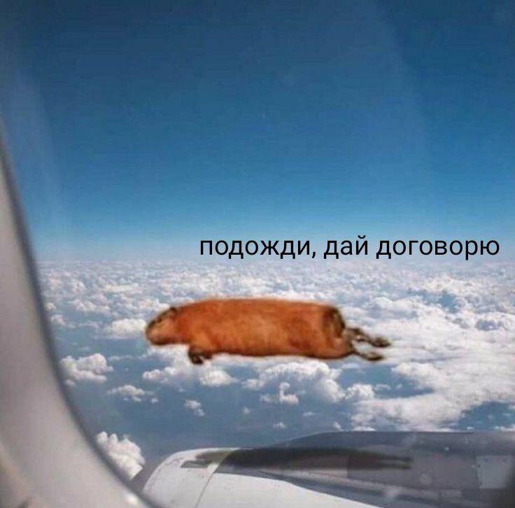 Мем с капибарой. Фото: социальные сети