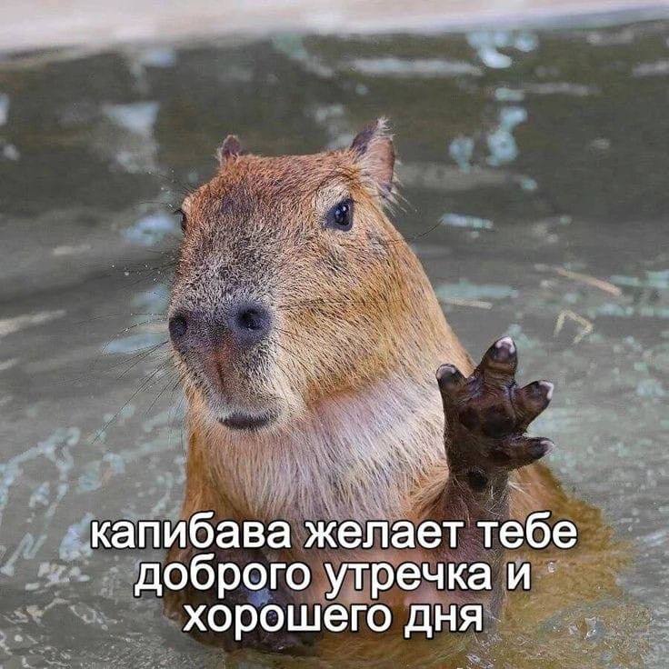 Мем с капибарой. Фото: социальные сети