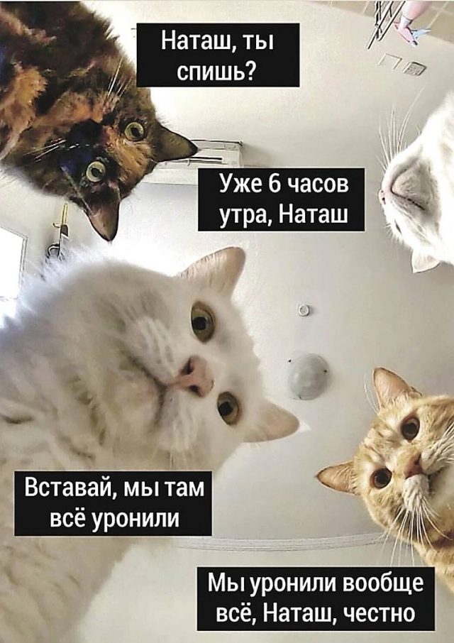 Кто сказал мяу? Топ-5 мемов с котиками, покоривших Интернет