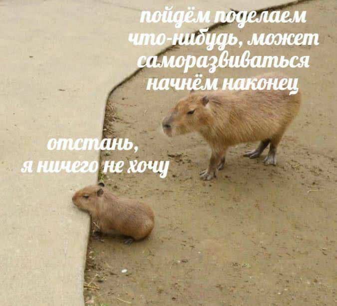 Мем с капибарой. Фото: социальные сети