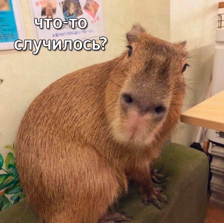 Мем с капибарой. Фото: социальные сети
