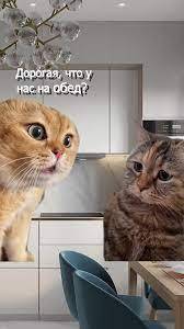 Мем с котами. Фото: социальные сети