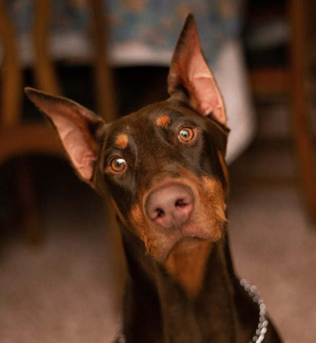 Доберман стал моделью и прославился на весь мир. Смотри видео